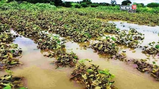 Maharashtra Weather Update Maharashtra Weather Update