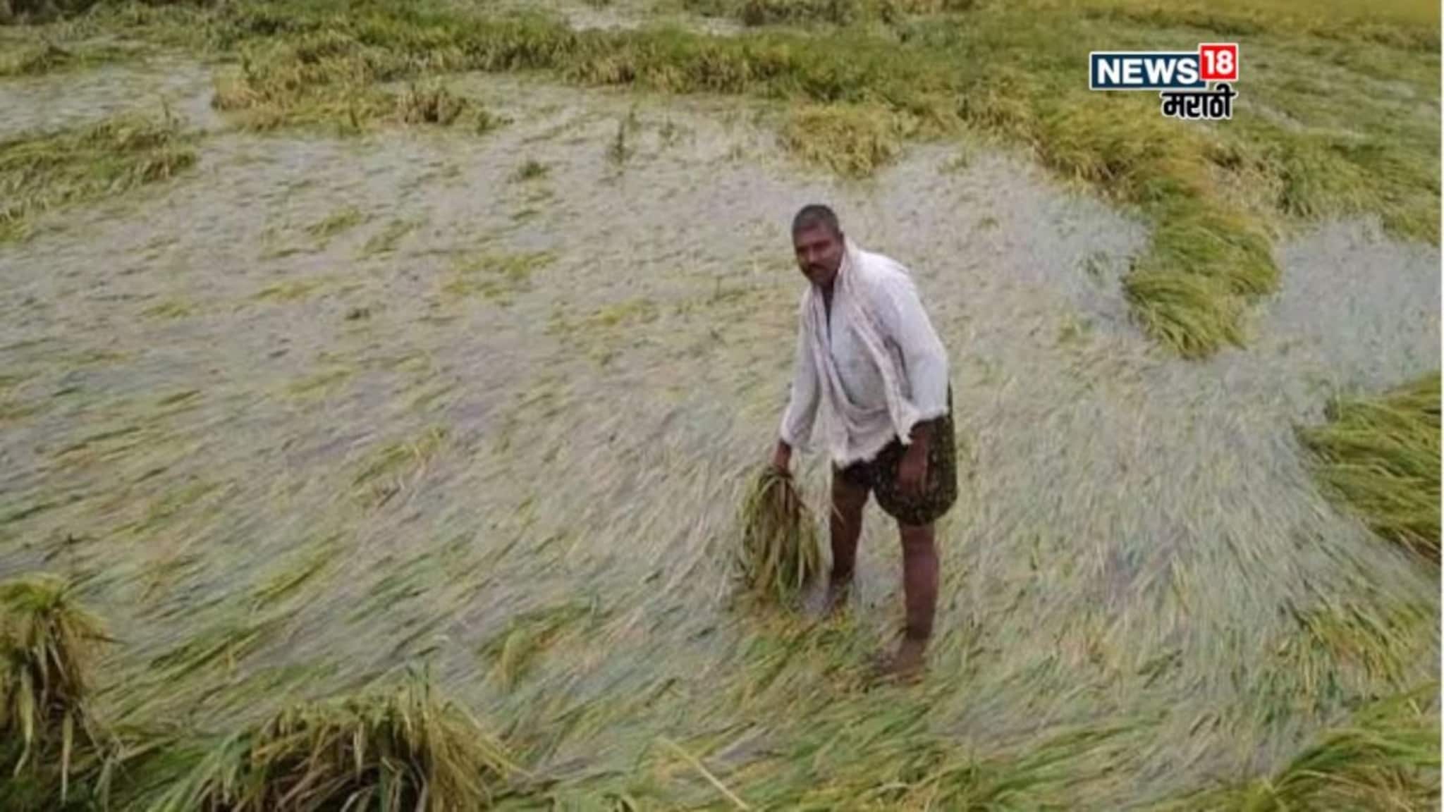 पिकांचे पंचनामे किती तारखेपर्यंत पूर्ण होणार? पैसे कधी मिळणार? वाचा अपडेट