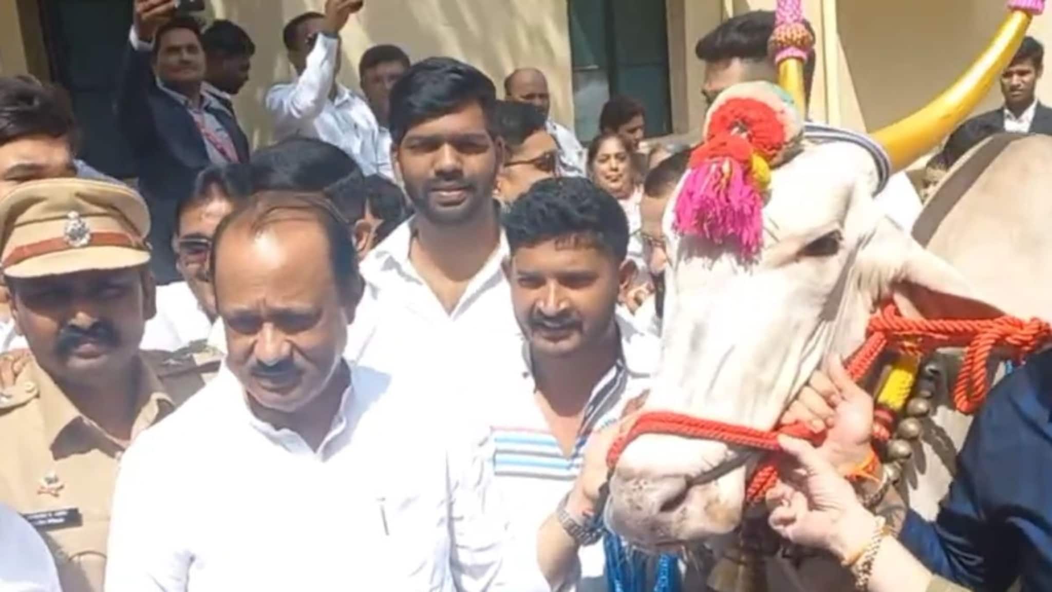 बैलजोडीची वेसण हातात धरा, कार्यकर्त्यांचा आग्रह, सुरुवातीला अजितदादांचा नकार पण...