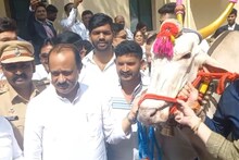 बैलजोडीची वेसण हातात धरा, कार्यकर्त्यांचा आग्रह, सुरुवातीला अजितदादांचा नकार पण...
