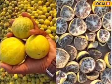 इंद्रायणाचे वेदना कमी करणारे गुणधर्म