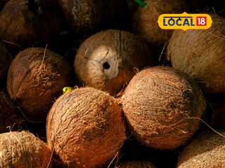 Coconut Price: नवरात्रीत नारळ खातोय भाव! लहान नारळांची मागणी वाढली, कारण काय? 