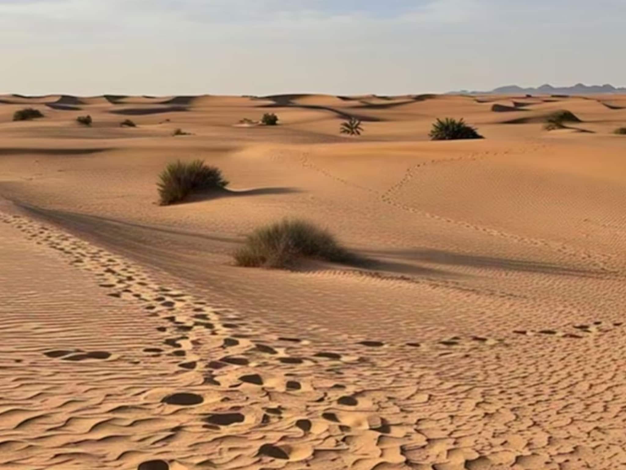 रणरणत्या वाळवंटात सोडलं अब्जावधी लीटर पाणी, नंतर जे घडलं त्याची कल्पनाही कुणी केली नव्हती, तज्ज्ञही थक्क