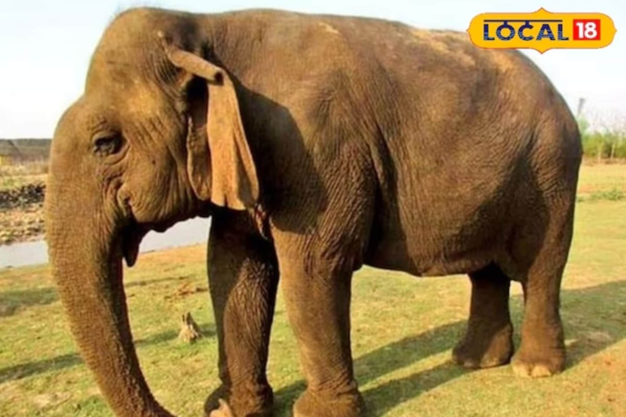 जयमती गेली कुठे? रस्त्यावरून चालताना हत्ती अचानक गायब, किंमत 1 कोटी