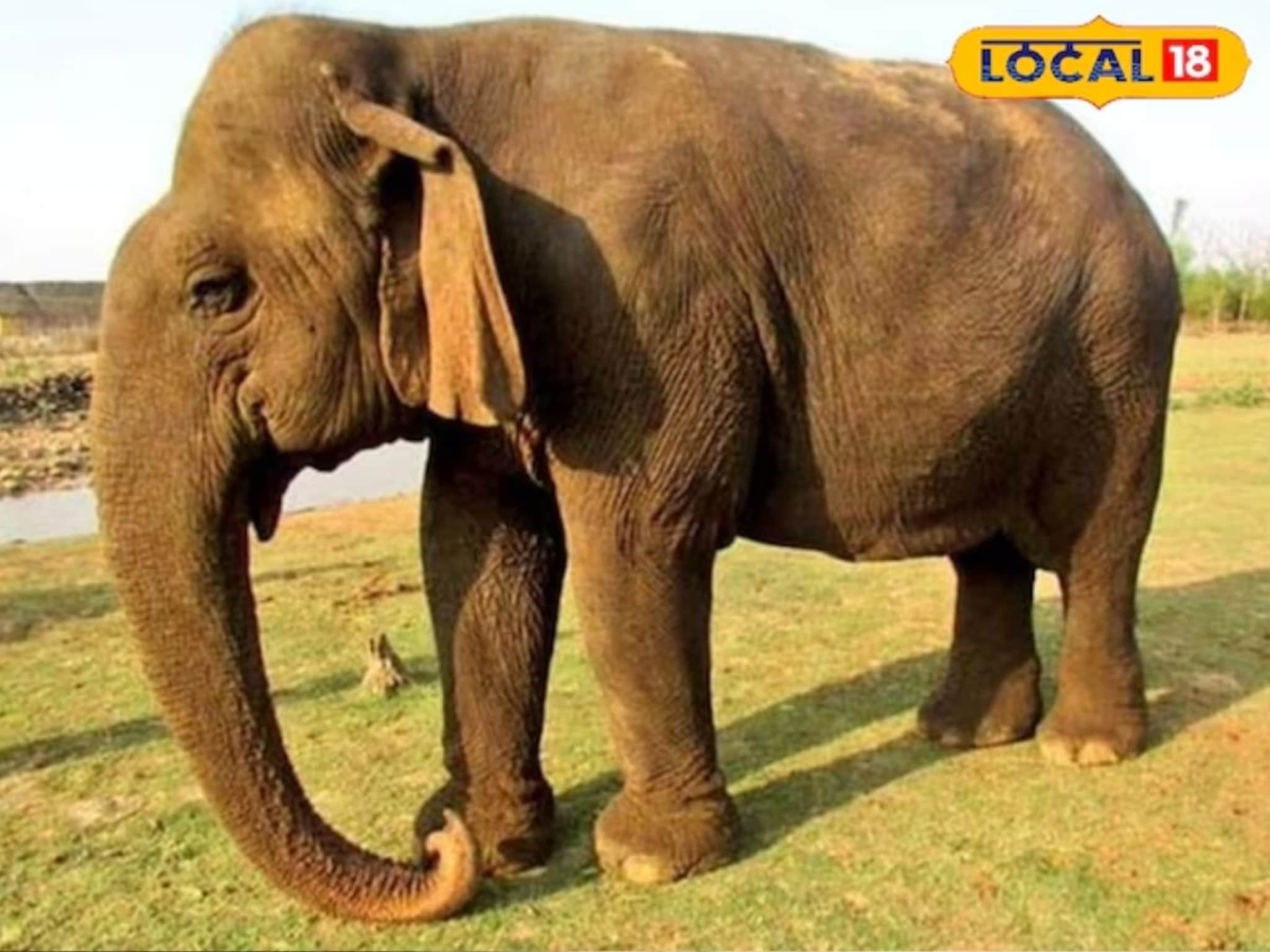 जयमती गेली कुठे? रस्त्यावरून चालताना हत्ती अचानक गायब, किंमत 1 कोटी