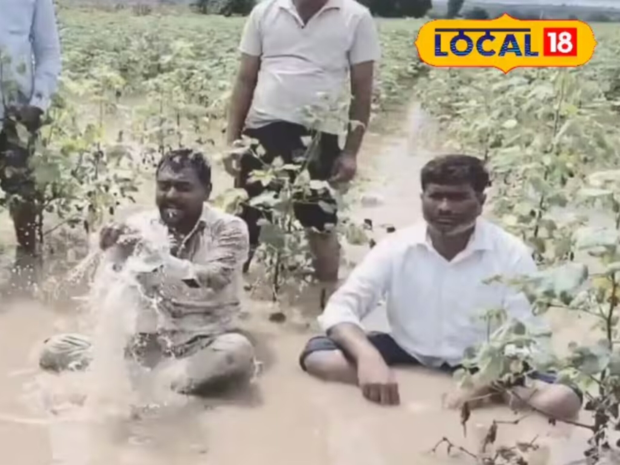 Chhatrapati Sambhajinagar: 'पांढरं सोनं काळं पडलं, आता काय करू..?', चिखलात बसून शेतकऱ्याचा आक्रोश, Video