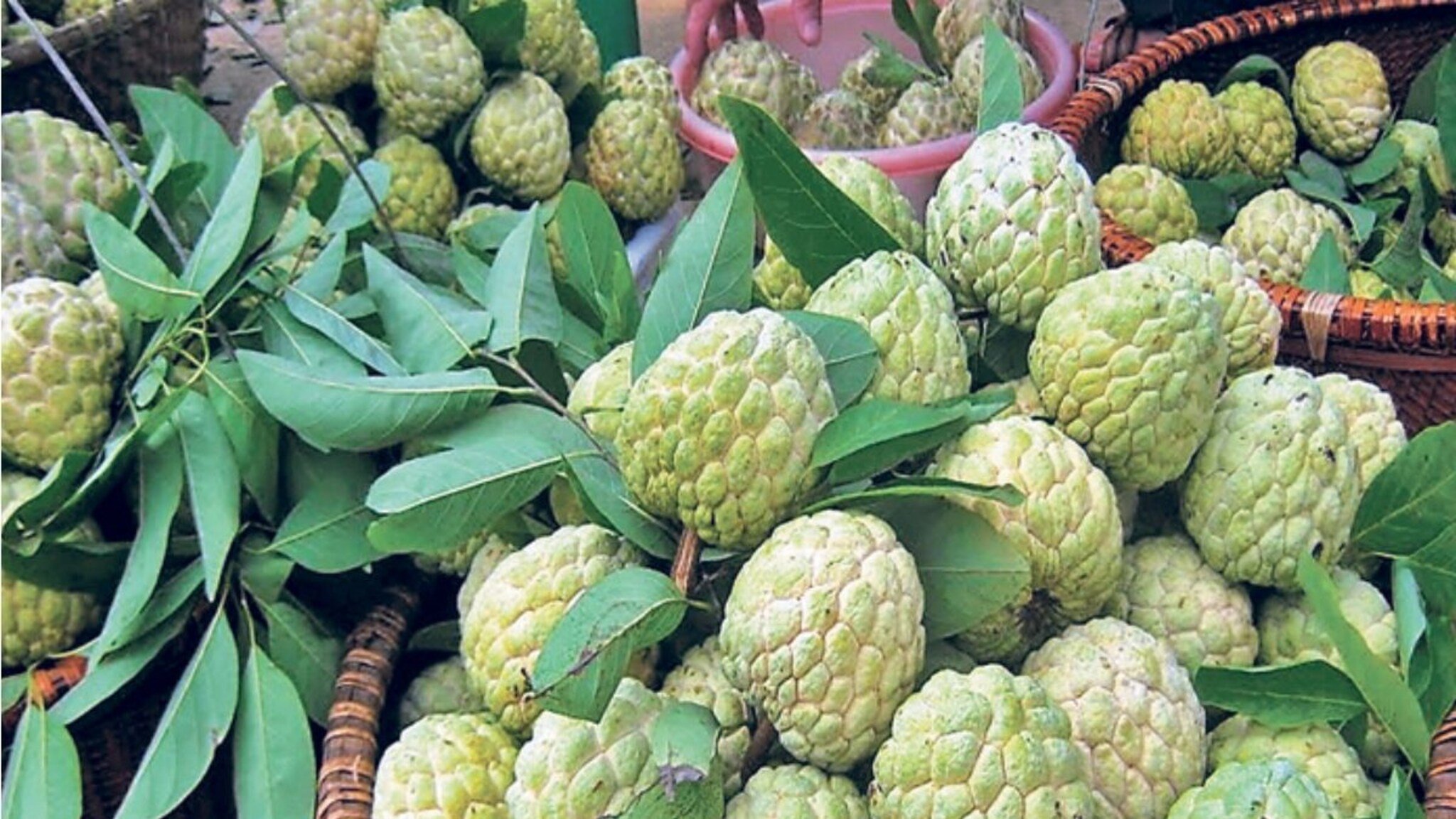 बिया कमी, गर जास्त... कोल्हापूरच्या बाजारात 'बाळानगरी' सीताफळ दाखल; आरोग्यासाठी सर्वोत्तम फळ!