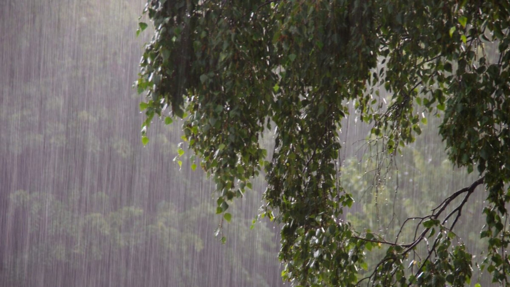 कोकणात पावसाचा जोर वाढला, सिंधुदुर्गला 'यलो अलर्ट'; जाणून घ्या कधी परतणार मान्सून?