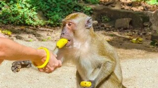 Wildlife Protection Act