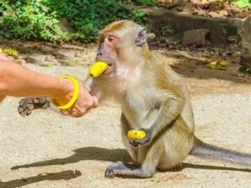 Wildlife Protection Act