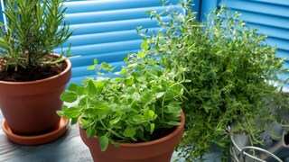 Air-purifying plants
