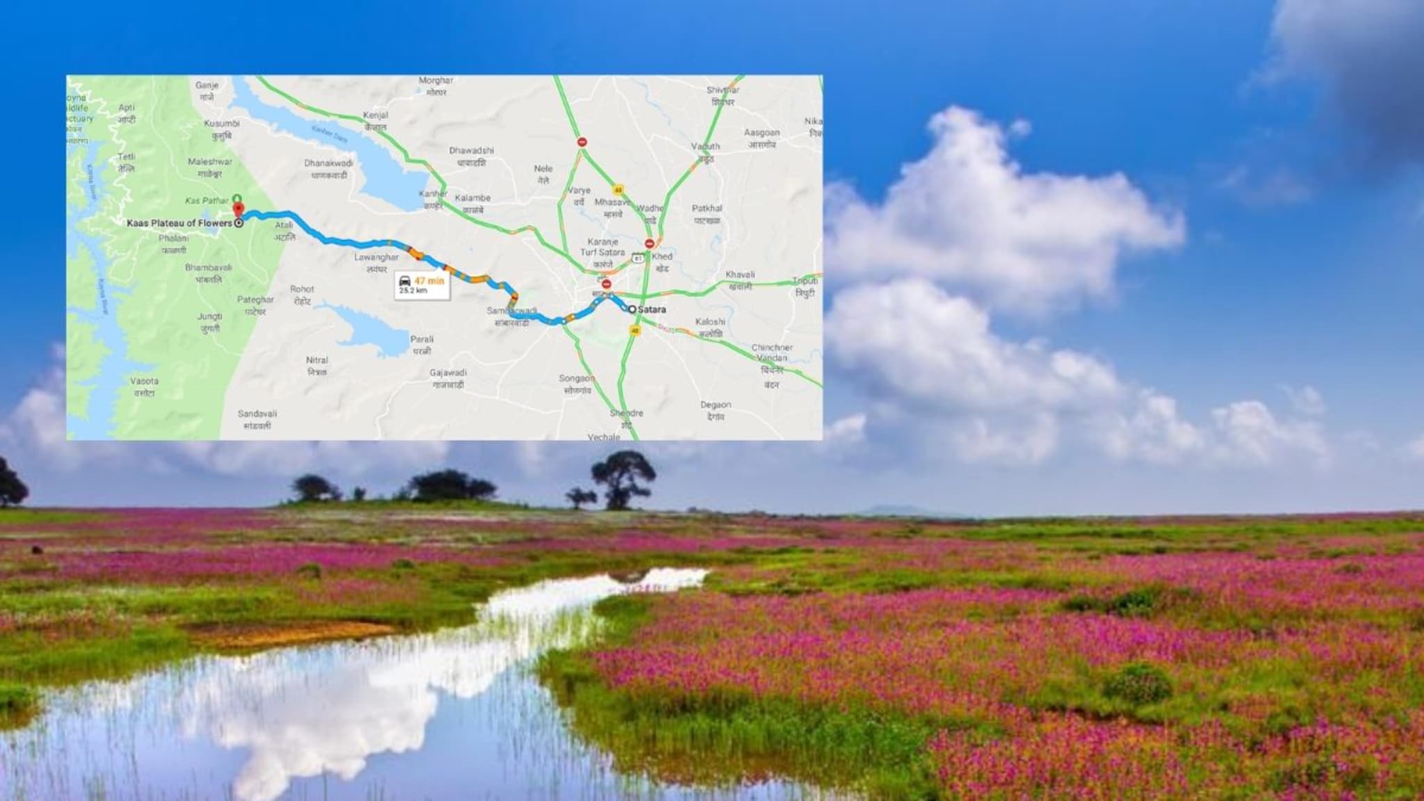 कास पठार पाहण्यासाठी निघालात? वाहतूक मार्गात केलाय 'हा' महत्त्वाचा बदल, जाणून घ्या नवीन मार्ग