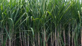 Satara News Satara News