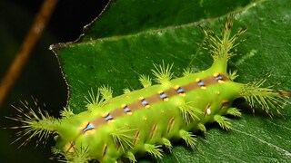Nettle Caterpillar