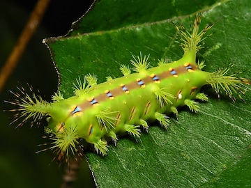 Nettle Caterpillar