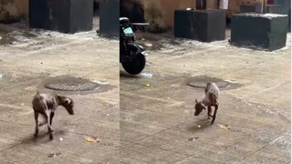 Dog Viral Video Dog Viral Video