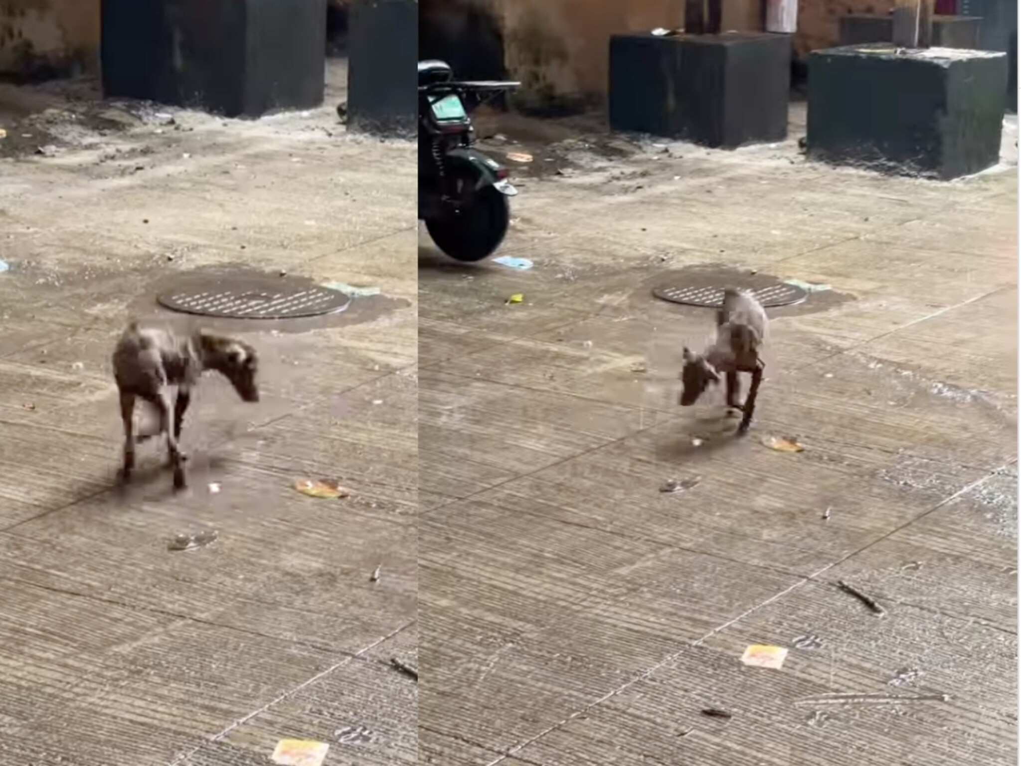 एकाच जागी फिरतात गोल-गोल; कुत्र्यांना होतो 'हा' खतरनाक आजार, VIDEO पाहून तुम्हीही व्हाल भावूक!