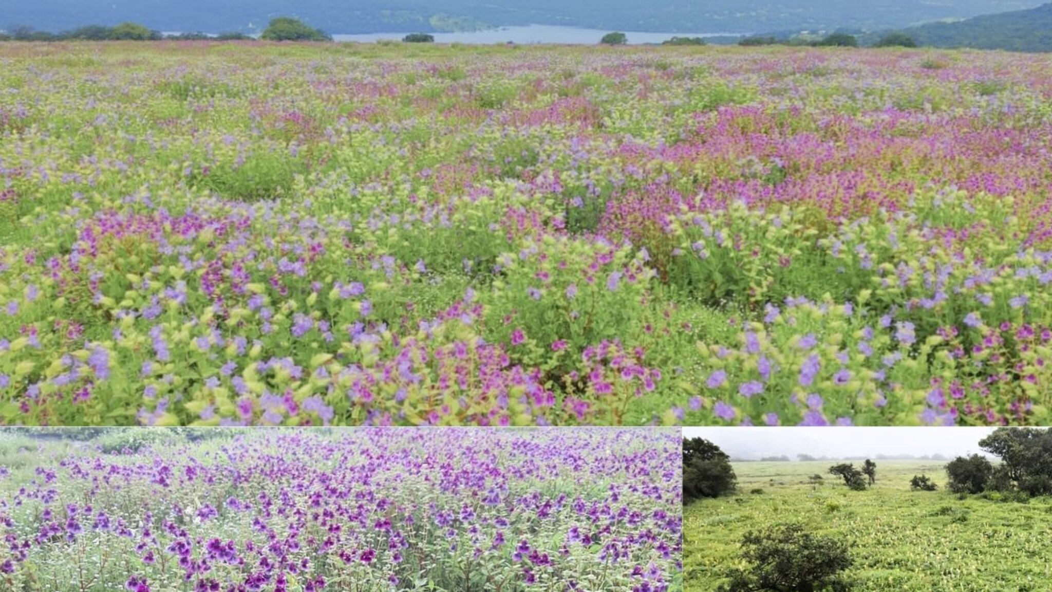 'कास' पठार फुलांनी बहरलं! निसर्गाची अद्भूत दुनिया अनुभवण्यासाठी पर्यटकांची गर्दी, ऑनलाईन बुकिंग कसे कराल?