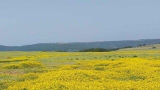 Kolhapur News Kolhapur News