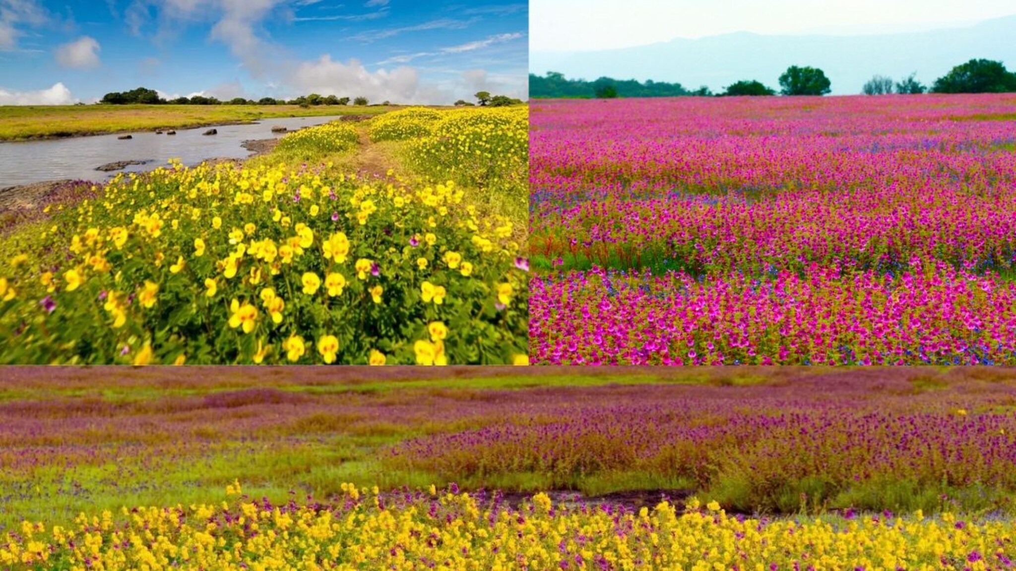 फुलांनी नटलेलं 'कास पठार' पाहायचंय? भेट देण्यापूर्वी नक्की वाचा तिकीट बुकिंगपासून वेळेपर्यंतची A to Z माहिती...