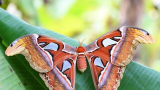 Atlas Moth in Kaas Pathar
