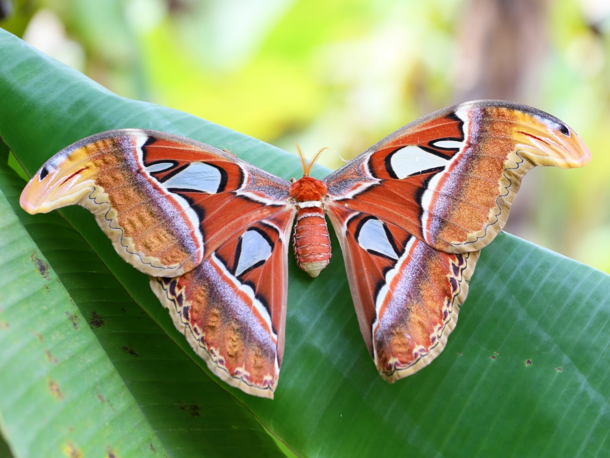 Kaas Pathar : 'कास पठारा'वर आढळला जगातील सर्वात मोठा पतंग; काय आहे त्याचं खास वैशिष्ट्य?