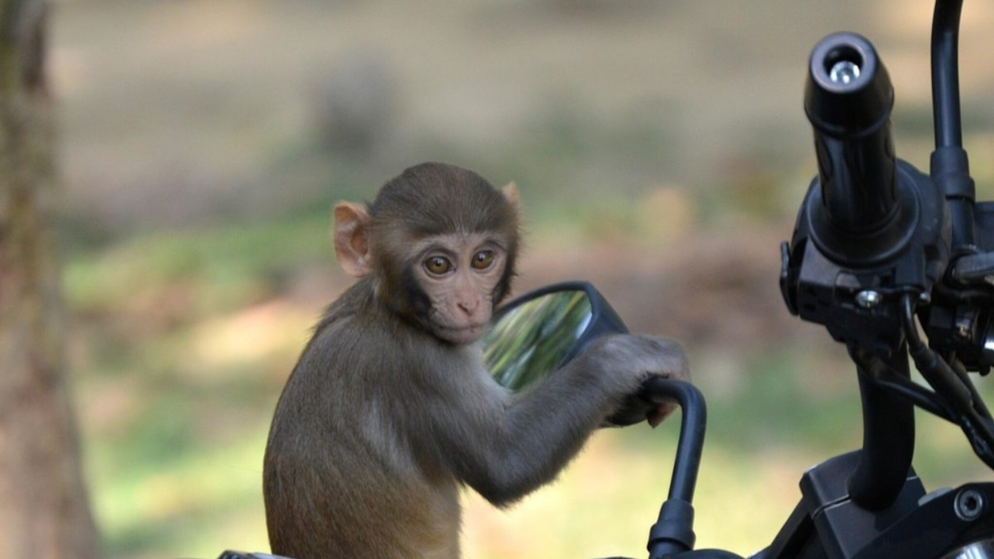 Satara News : धावत्या दुचाकीवर माकडाची झडप, जखमी पत्नीसमोर पतीचा दुर्दैवी अंत, महाबळेश्वर हादरलं!