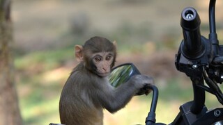 Satara News Satara News