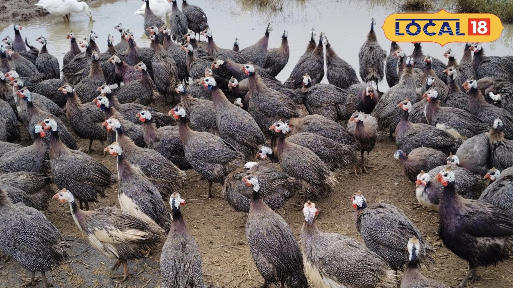 Poultry Farming: कडकनाथ सोडा, बाजारात आलीये चिनी कोंबडी, 40 दिवसांत देतेय सोन्याची अंडी, शेतकरी मालामाल!