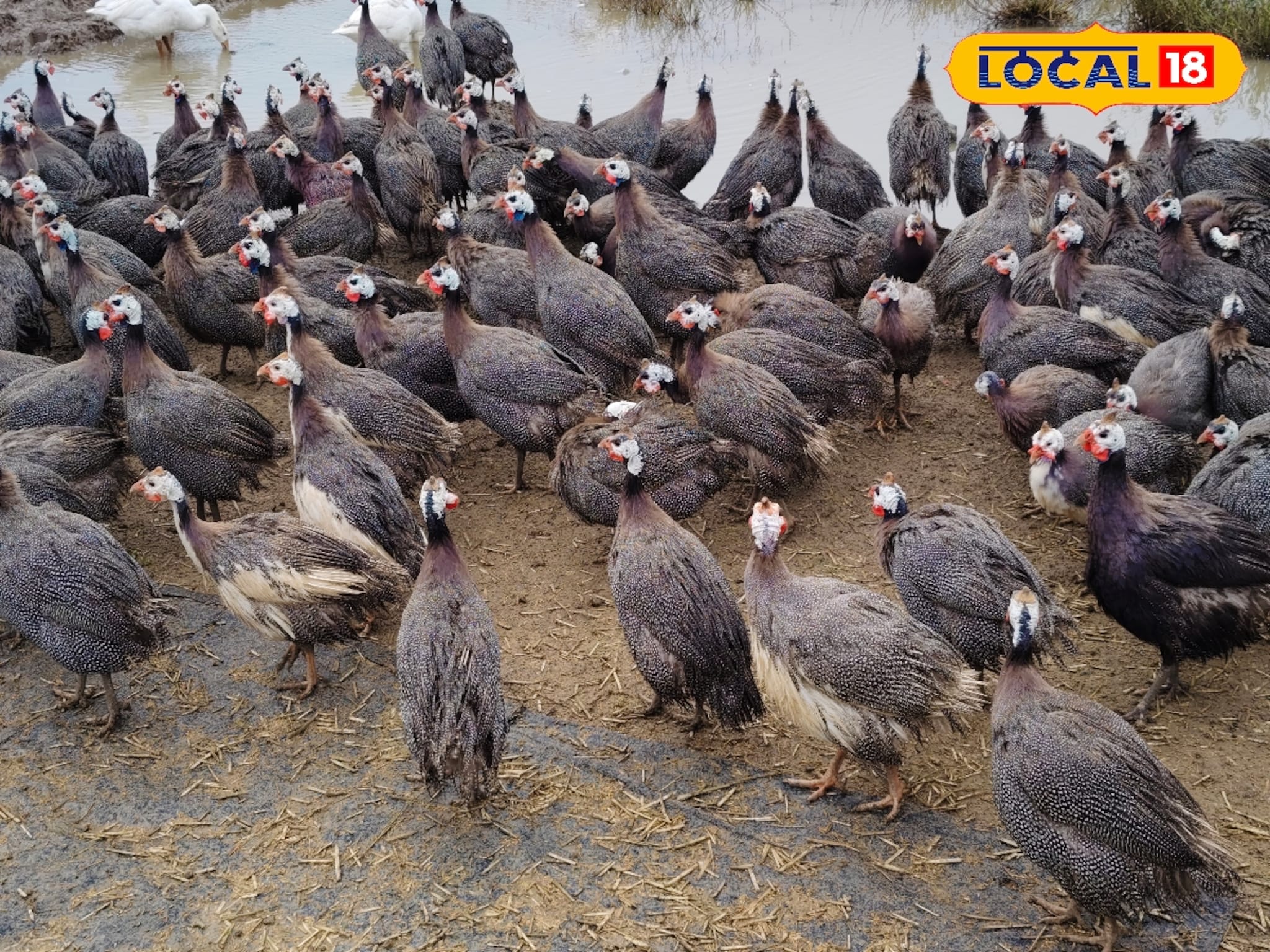 Poultry Farming: कडकनाथ सोडा, बाजारात आलीये चिनी कोंबडी, 40 दिवसांत देतेय सोन्याची अंडी, शेतकरी मालामाल!