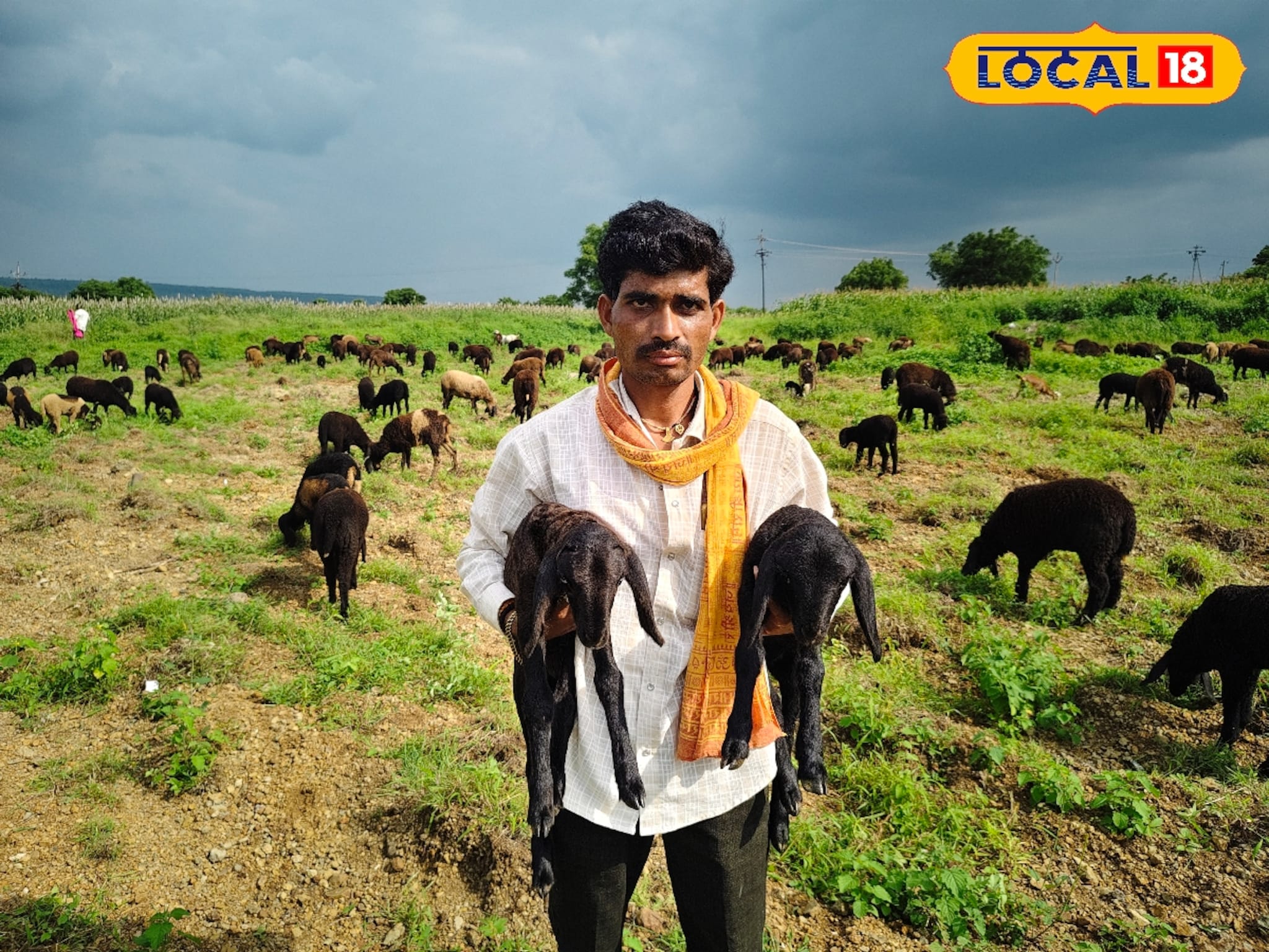 गावरान मेंढी पालन ठरलं भारी, वर्षाला 15 लाख निव्वळ कमाई, कशी आहे पद्धत?