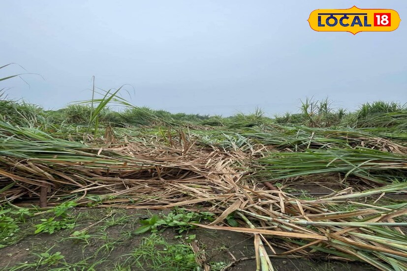 पैठण तालुक्यात पाचोड, आडूळ, कडेठणसह विहामांडवा परिसरात मुसळधार पाऊस झाला. पावसामुळे हर्षेबुद्रुक येथील शेतकऱ्यांच्या शेतात पाणी साचून खरीप हंगामातील तूर, उडीद, सोयाबीन, ऊस, कापूस आणि कांदा या पिकांचं मोठ्या प्रमाणात नुकसान झालं आहे. नागरिकांच्या घरात तसेच रस्त्यावर पाणी साचल्याने जनजीवन विस्कळीत झालं आहे.