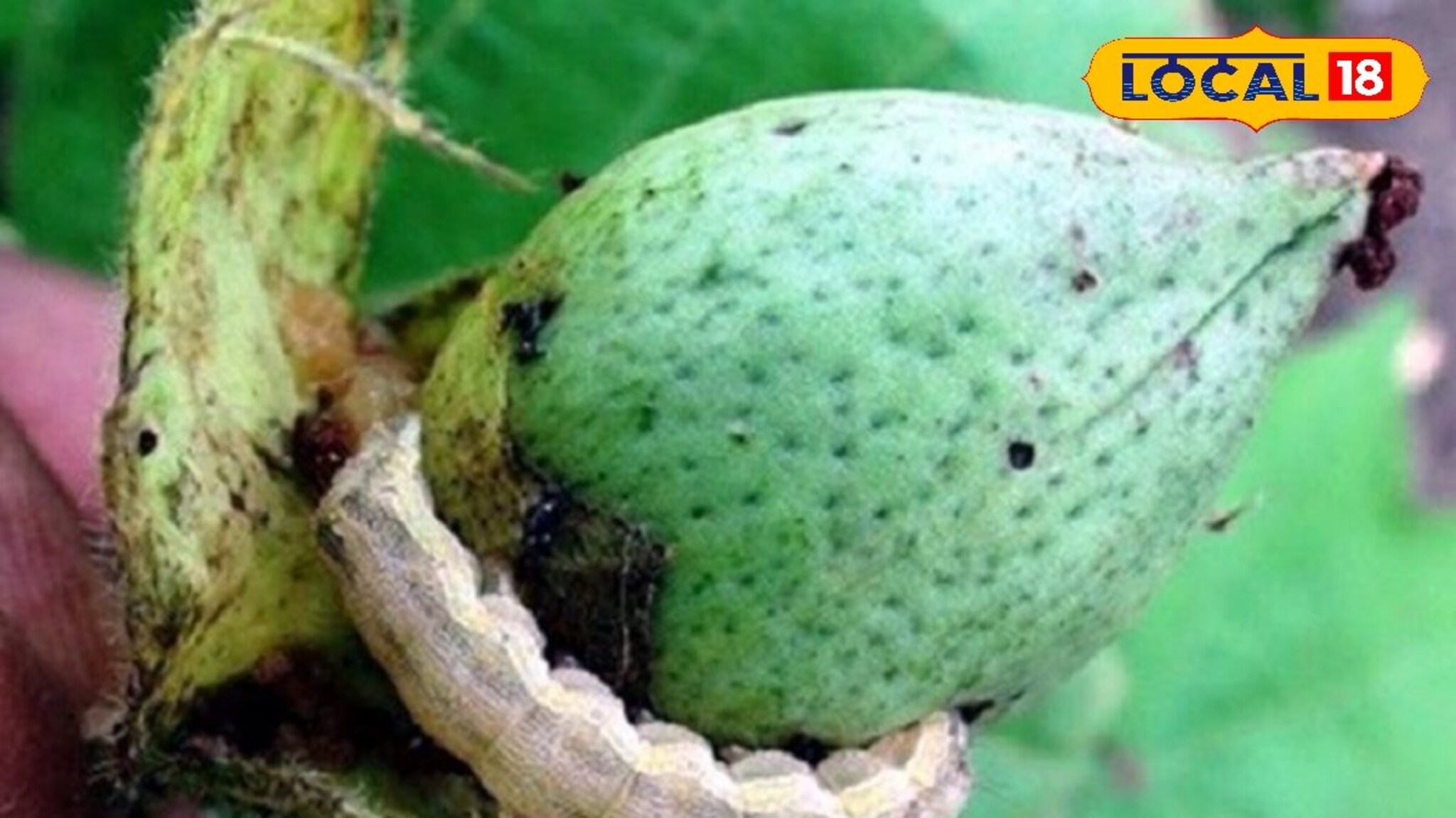 Agriculture News: कापसावरील बोंड अळीमुळे पिकाचं नुकसान, अशी करा दूर, महत्त्वाच्या टिप्सचा Video