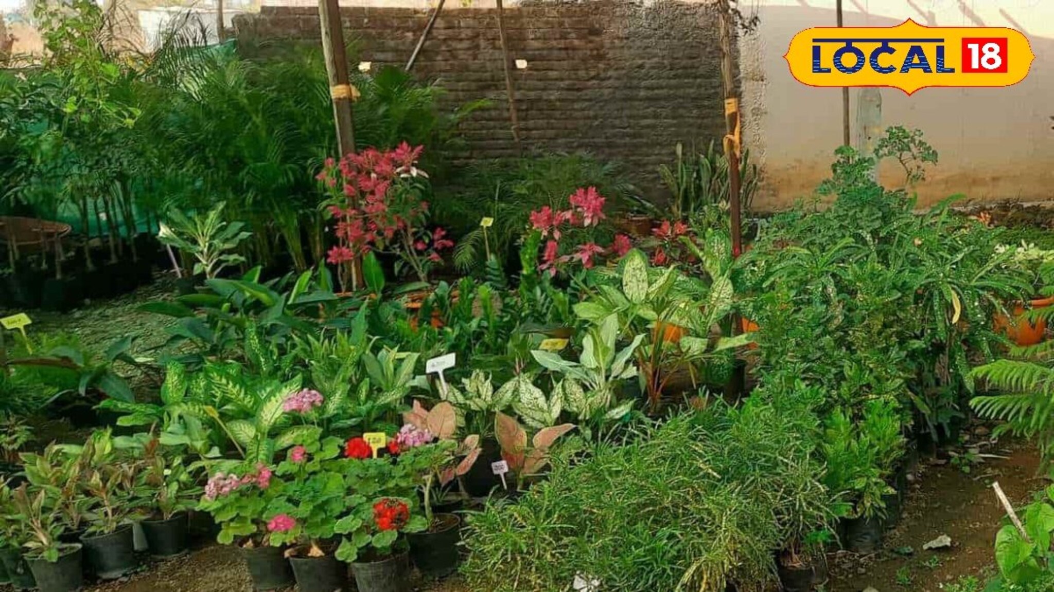 Success Story: डोंगराळ जमिनीवर काहीच पिकत नव्हतं, शेतकऱ्यानं उभारला नर्सरी व्यवसाय, 7 लाख कमाई