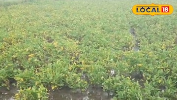 सोलापुरात