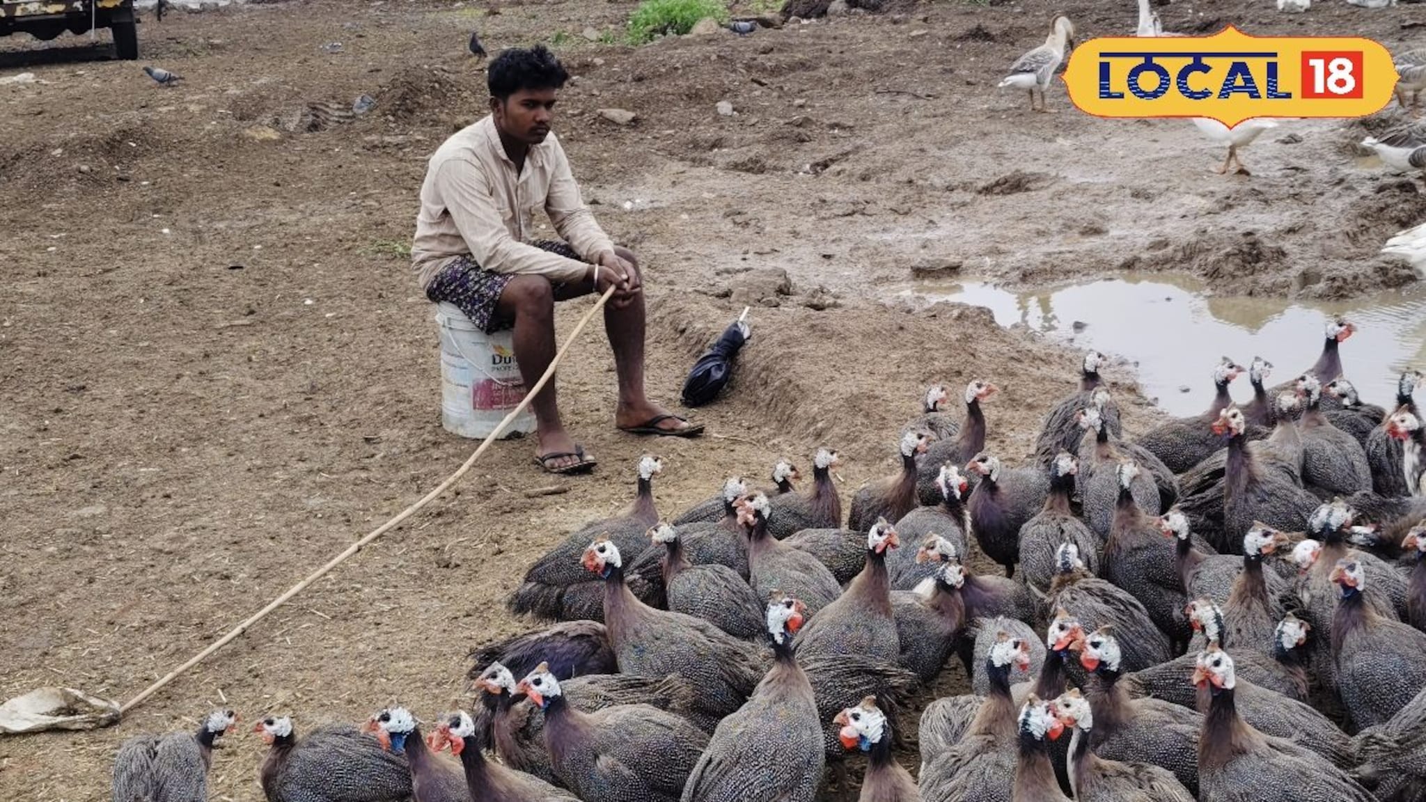 Poultry Farming : आरोग्यासाठी लाभदायक आणि शेतकऱ्यांसाठी फायदेशीर; चिनी कोंबडीचे वैशिष्ट्य जाणून घ्या...!