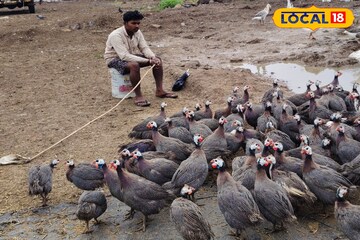 आरोग्यासाठी लाभदायक, शेतकऱ्यांसाठी फायदेशीर; चिनी कोंबडीचे वैशिष्ट्य जाणून घ्या