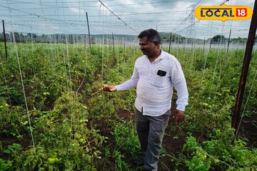 शेतकरी टोमॅटो शेती करून मालामाल ; 1 एकर मधून उत्पादन काढण्यास सुरुवात, 5 लाखांचे उत्पन्न मिळण्याची अपेक्षा..!