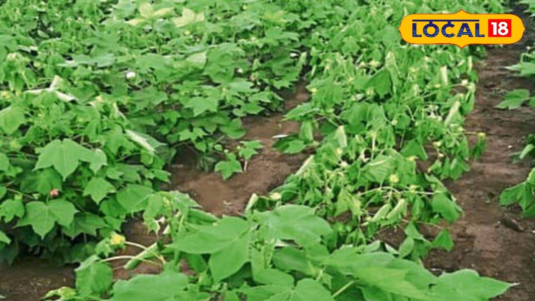 Agriculture News : महाराष्ट्रातली हवा बदलली, शेतकऱ्यांसमोर आता नवीन संकट, कृषी तज्ज्ञांचा महत्त्वाचा सल्ला