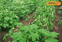 Agriculture News : महाराष्ट्रातली हवा बदलली, शेतकऱ्यांसमोर आता नवीन संकट, कृषी तज्ज्ञांचा महत्त्वाचा सल्ला