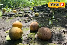Agriculture News: होतं नव्हतं सगळं गेलं, आता बहिणीचं लग्न कसं करू? शेतकरी भावाच्या डोळ्यात आलं पाणी!