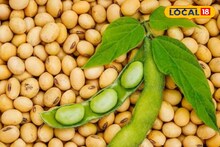 Soybean Price: अतिवृष्टीनंतर शेतकऱ्यांसमोर नवं संकट, सोयाबीनच्या भावात मोठी घसरण, कोणत्या मार्केटमध्ये किती दर? Video