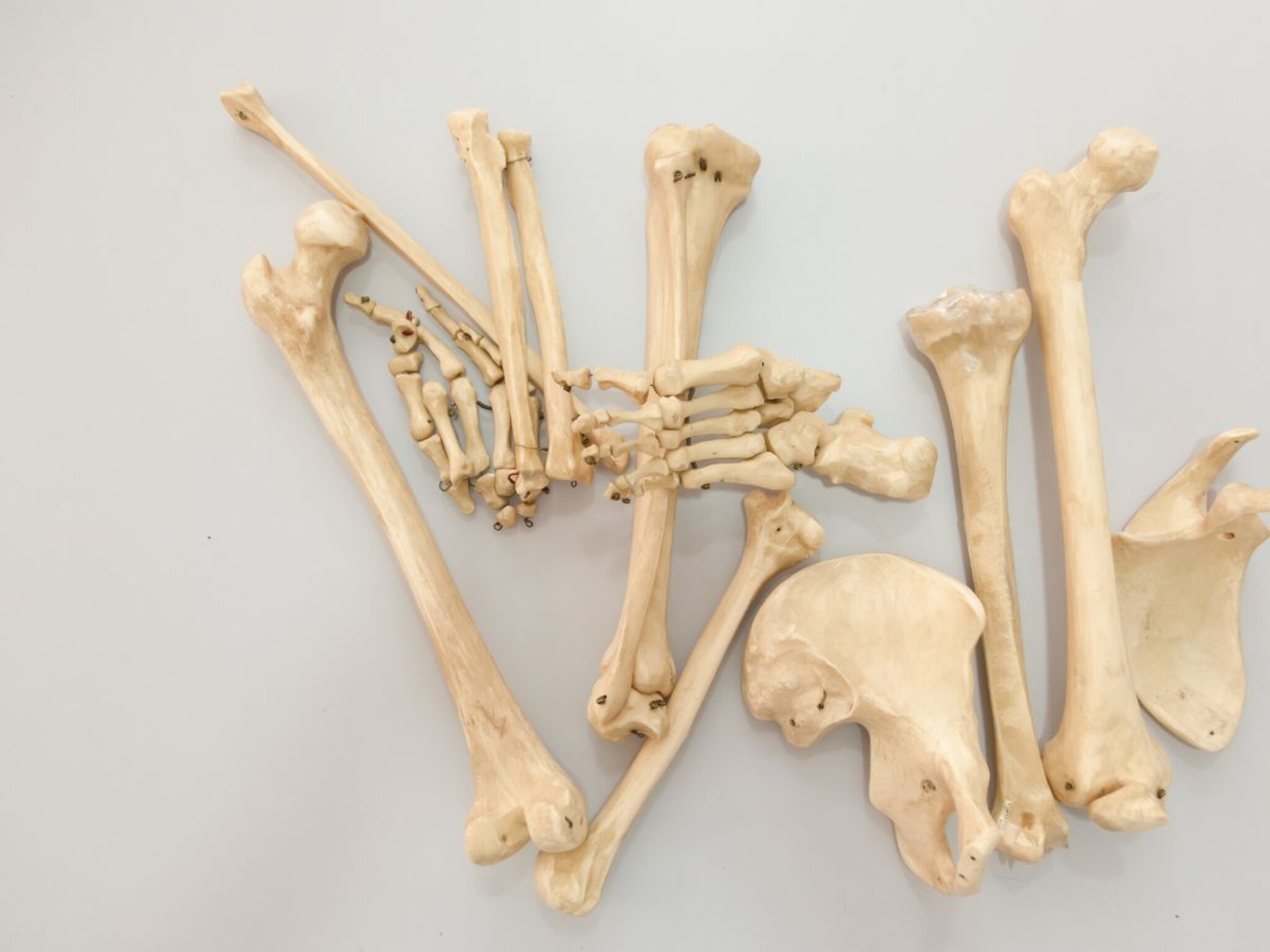 Do You Know : असा कोणता प्राणी आहे जो माणसाची हाडंही पचवू शकतो? उत्तर तुम्हाला आश्चर्यचकीत करु शकतं