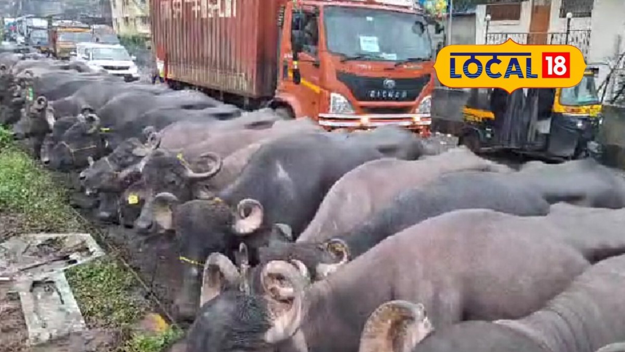 म्हशींनी केलं ट्रॅफिक जॅम! 500 हून अधिक म्हशी कल्याणच्या रस्त्यावर, कारण काय?