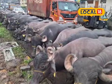 Kalyan Traffic: म्हशींनी केलं ट्रॅफिक जॅम! 500 हून अधिक म्हशी कल्याणच्या रस्त्यावर, कारण काय?  