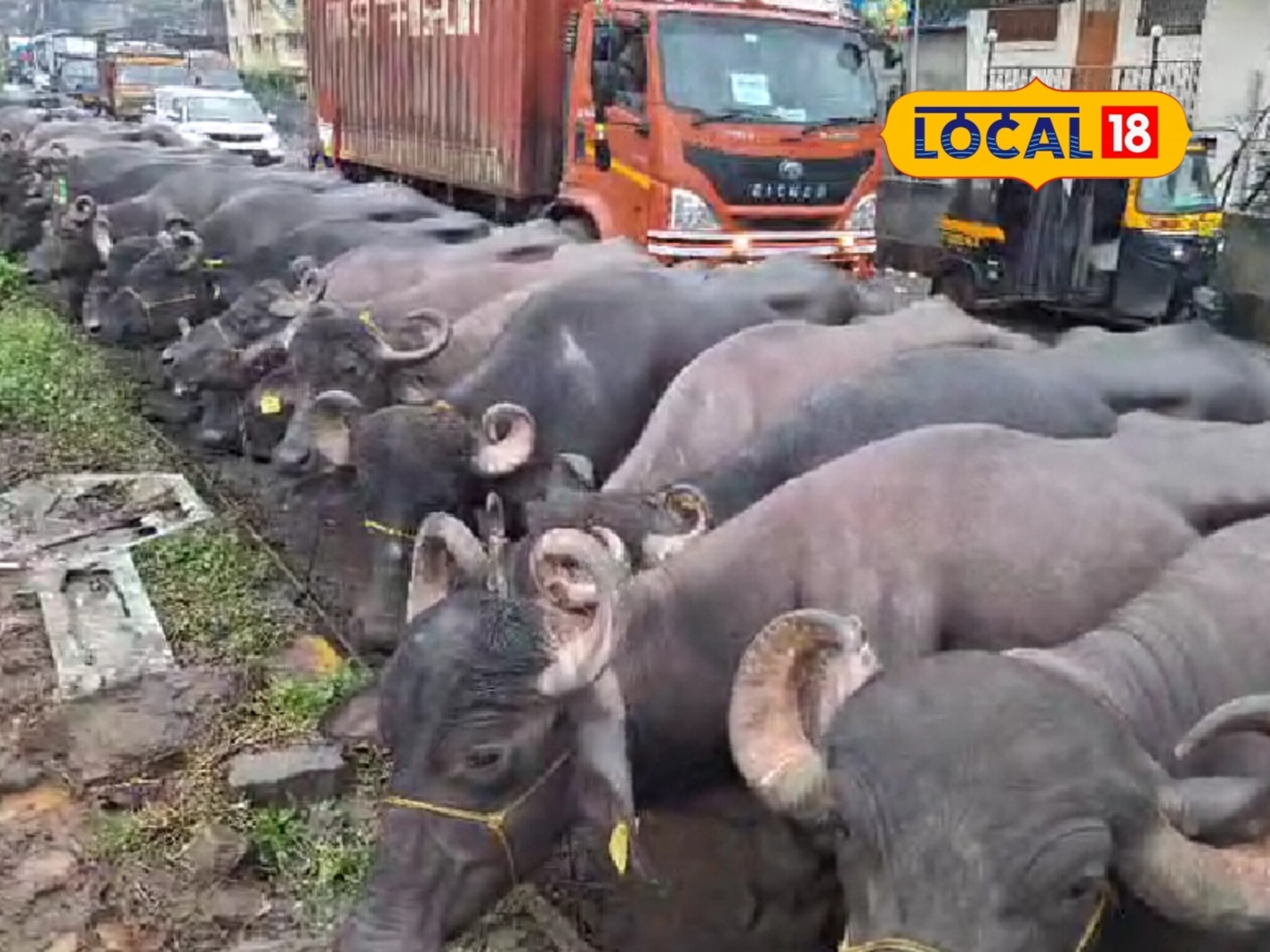 म्हशींनी केलं ट्रॅफिक जॅम! 500 हून अधिक म्हशी कल्याणच्या रस्त्यावर, कारण काय?