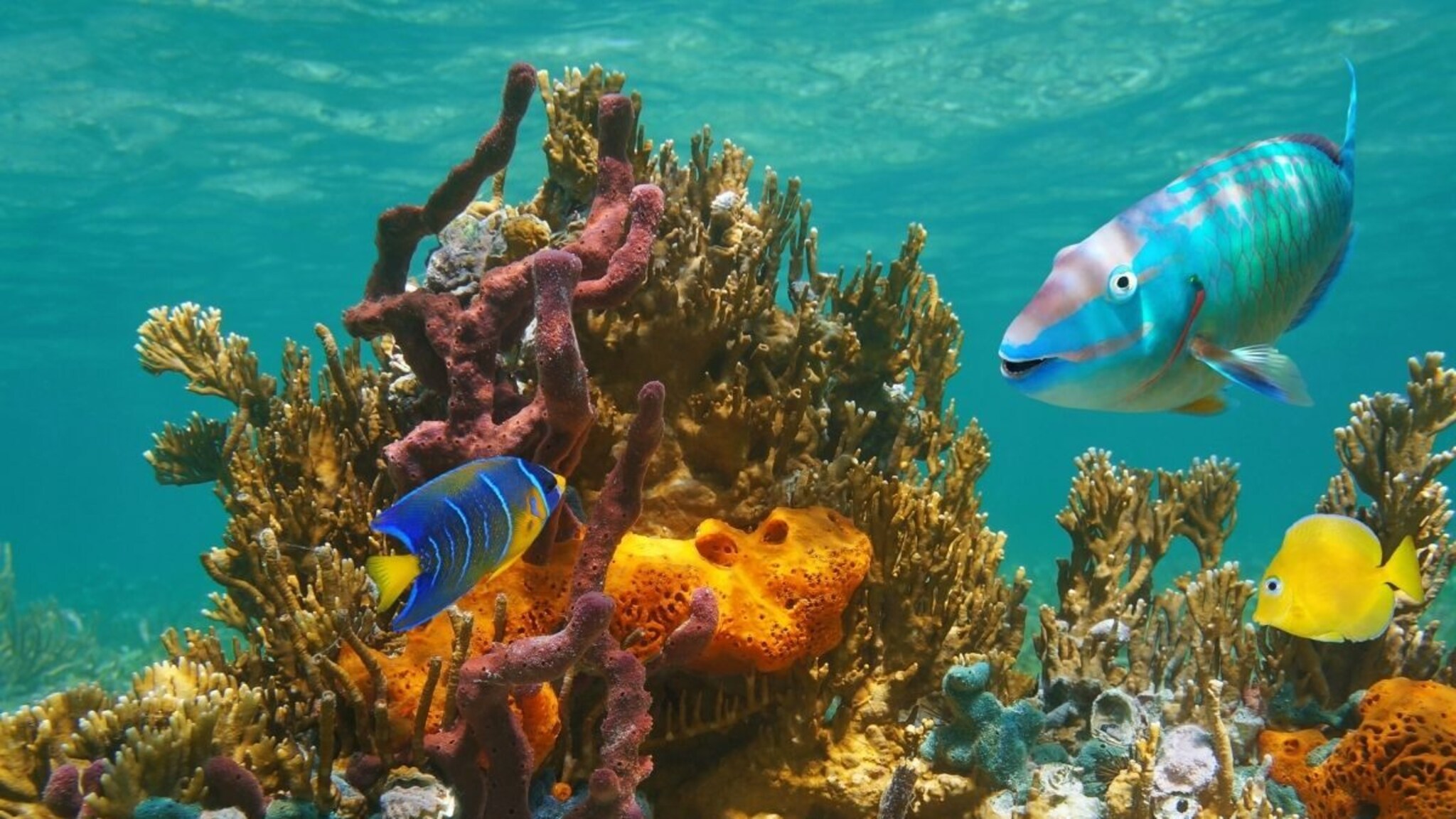 कसं शक्य आहे? म्हातारा होऊन पुन्हा तरुण होतो हा जीव, काय आहे त्याचं रहस्य?