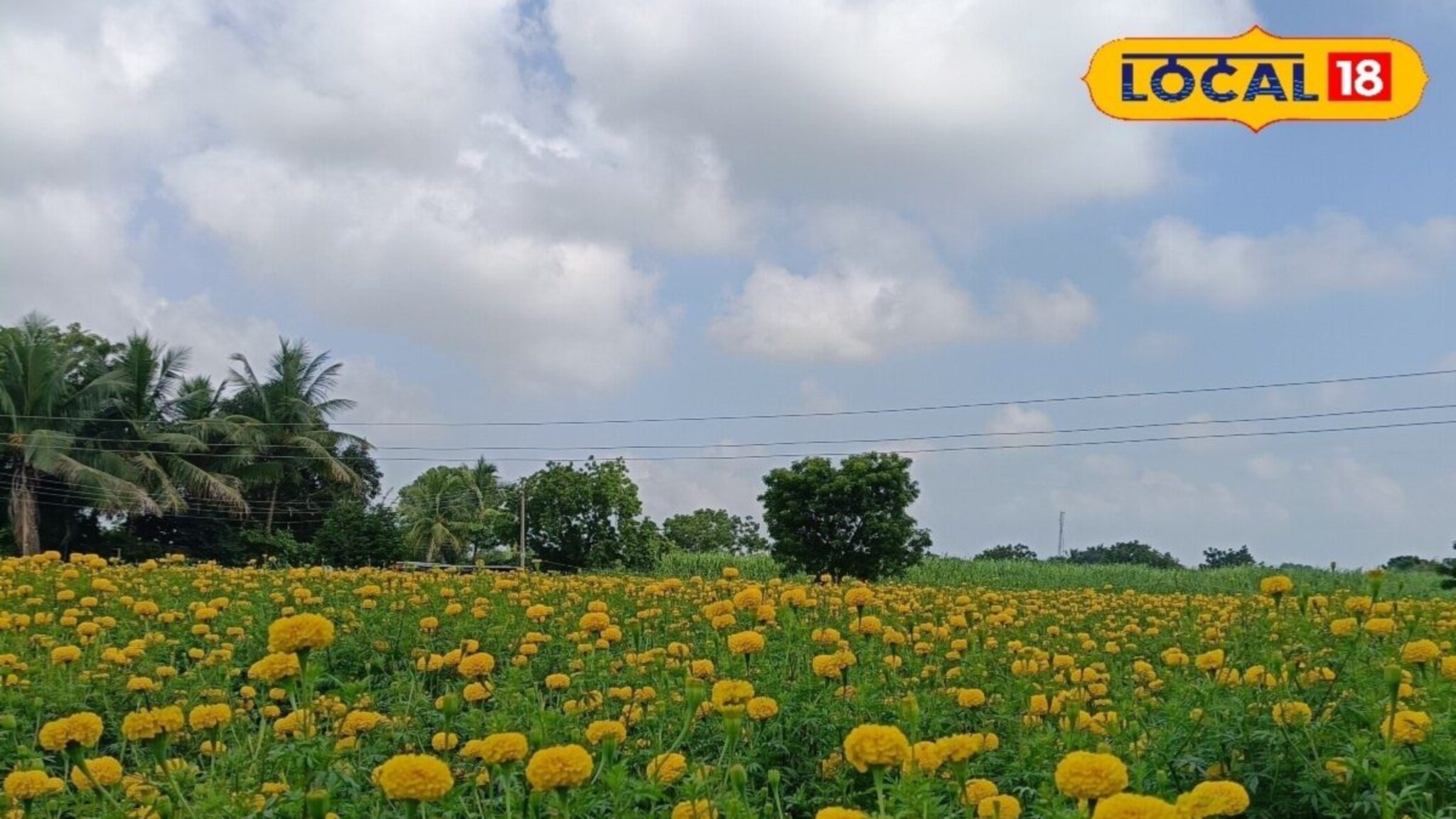 Beed Farmer: वय अवघे 19 वर्ष कमाई मात्र लाखात, बीडमधील शेतकरी नवीन पिढीसाठी ठरतोय आदर्श