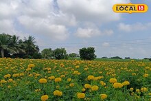 Beed Farmer: वय अवघे 19 वर्ष कमाई मात्र लाखात, बीडमधील शेतकरी नवीन पिढीसाठी ठरतोय आदर्श