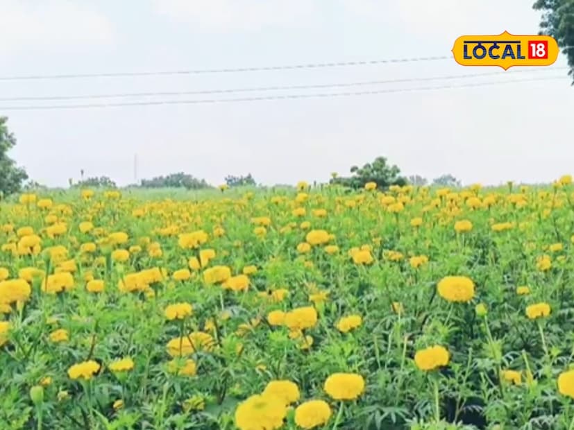 हनुमानच्या यशोगाथेमुळे टालेवाडी गावातील तरुण पिढीमध्ये एक नवी प्रेरणा निर्माण झाली आहे. शेती करण्यात काही अर्थ उरला नाही, असं मानणाऱ्या अनेकांना हनुमानने आपले विचार बदलण्यास भाग पाडलं आहे. त्याच्या गावातील अनेक शेतकरी त्याच्या मार्गदर्शनाखाली शेतीच्या नवीन पद्धती अवलंबण्यास तयार झाले आहेत. त्यामुळे गावातील शेतीत मोठा बदल दिसून येत आहे. 
